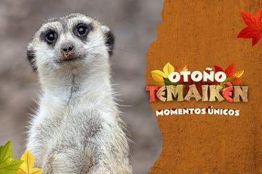TEMAIKEN